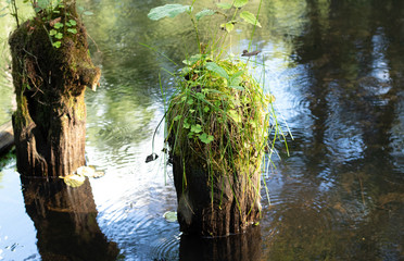 Felled trees on the water of the river overgrown with moss. Background with copyspace