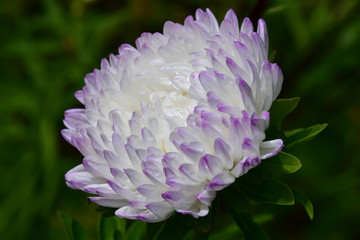 Beautiful Aster flower with two-color petals: white color turns into lilac. Astra is similar to the chrysanthemum.