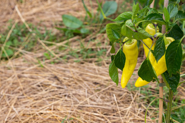 Green, organic chilli pepper on the bush