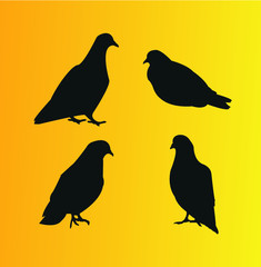 Pigeon icon set