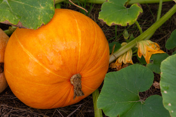 Obraz premium Orange pumpkin growing on the field