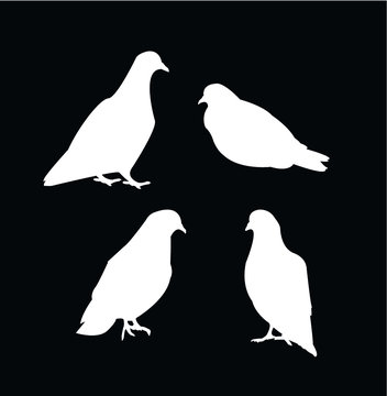 Pigeon icon set