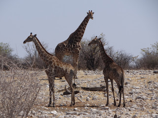 Fototapeta na wymiar Some giraffes drinking