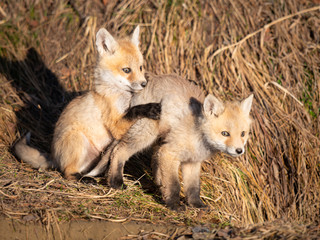 Red fox kits in the wild