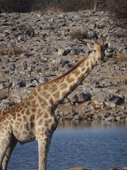 Some giraffe drinking