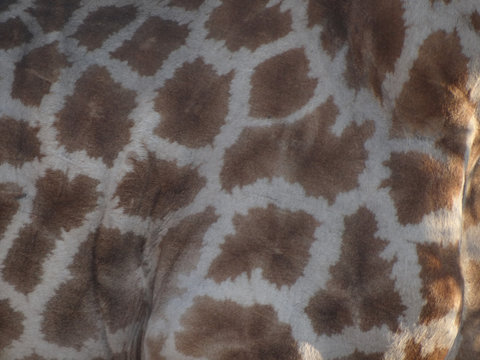 a giraffe skin