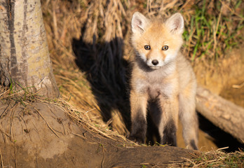 Fototapeta premium Red fox kits in the wild