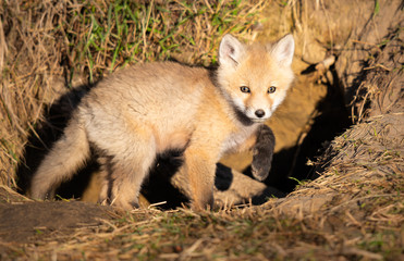 Red fox kits in the wild