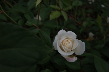 White Flower of Rose 'Iceberg' in Full Bloom
