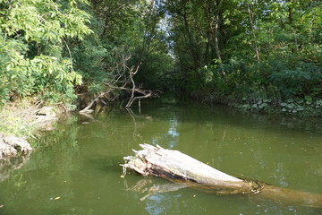 Wildlife travel. Unknown planet. Swim along the river crossing the islands.