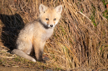 Red fox kits in the wild