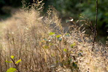 Dry furry panicles of Calamagrostis Ground (Calamagrostis epigeios) in a meadow with a copy space