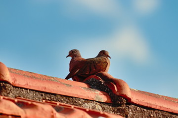couple of doves, lodged on top of a red-tiled roof, together but looking at opposite lengths.