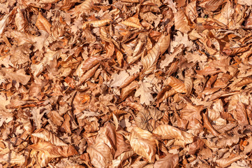 Dry light-brown leaves lie in the forest under the trees in autumn.