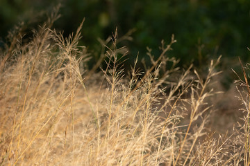 Dry furry panicles of Calamagrostis Ground (Calamagrostis epigeios) in a meadow with a copy space