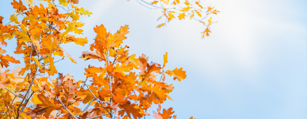 Colorful autumn leaves on blue sky on a sunny day