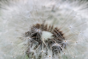 White fluffy dandelion seeds textured background
