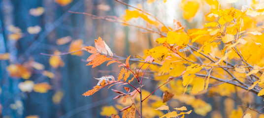 Beautiful panoramic autumn scenery with colorful leaves and bokeh background