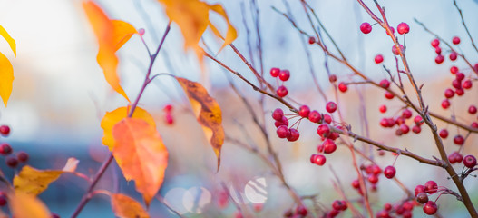 Beautiful panoramic autumn scenery with colorful leaves, berries and bokeh background
