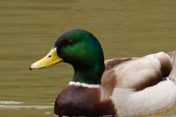 Canard col vert mâle  