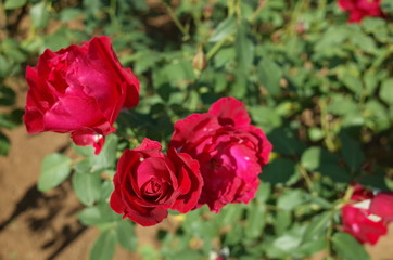 Red Flower of Rose 'Ingrid Weibull' in Full Bloom
