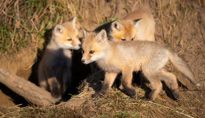 Red fox kits in the wild