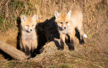 Fototapeta na wymiar Red fox kits in the wild
