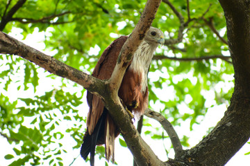 Beauty of Eagle