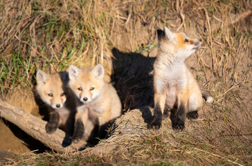 Red fox kits in the wild