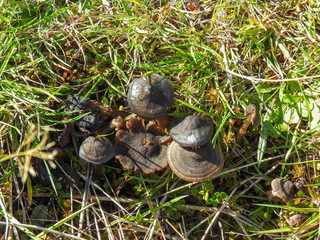 Mushrooms in the Grass