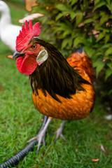 Imagine two chickens decide to go for a little walk. They grab their sun hats, put on their best feather boas and waddle off,