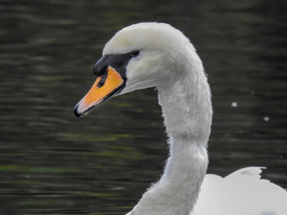 Fototapeta premium Mute swan floating on a pond 