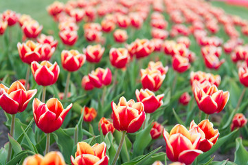 Floral business. Learn how to plant and sell tulip bulbs for profit. Varietal tulips. Tulips field. Spring season. Gardening concept. Grow flowers garden. Grow flowers in greenhouse or glasshouse