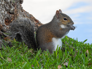 Naklejka na ściany i meble Neighborhood Squirrel in Cocoa, Florida