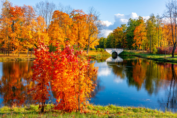 Autumn foliage in Alexander park, Tsarskoe Selo (Pushkin), Saint Petersburg, Russia