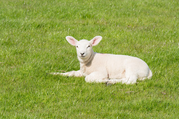 Lamm auf Gras