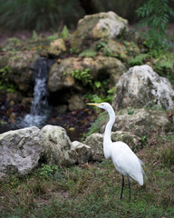 Great White Egret Stock Photo. Great White Egret close-up profile view by waterfalls with rocks and foliage background  in its environment and surrounding. Picture. Image. Portrait.