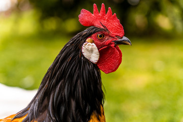 Imagine two chickens decide to go for a little walk. They grab their sun hats, put on their best...