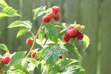 Gardening and agriculture, berry. Ripe raspberries on a bush in the garden on a  summer day. Sun light, harvest. Horizontal, background image, copy space