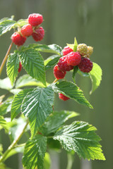 Gardening and agriculture, berry. Ripe raspberries on a bush in the garden on a  summer day. Sun light, harvest. Vertical, background image, copy space
