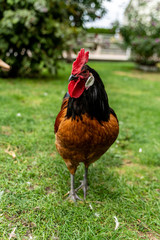 Imagine two chickens decide to go for a little walk. They grab their sun hats, put on their best feather boas and waddle off,