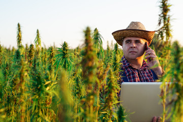 Farmer talking on the smart phone in his hemp field.