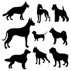 Silhouettes of dogs of different breeds