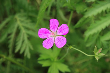 Fototapeta premium piękny fioletowy kwiat