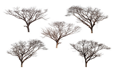 Dead tree set, Trees Isolated on a white background, Collection of green trees, Design artwork