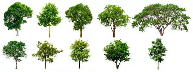 Fotobehang Trees Isolated on a white background, Collection of green trees, Design artwork © NOOMUBON PHOTO
