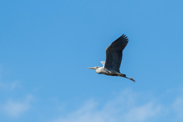 flying gray heron in the blue sky