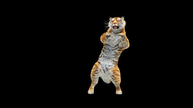 Tiger Dancing, 3d rendering, animal realistic, cartoon, Animation Loop,  Included in the end of the clip with Alpha matte.