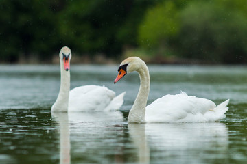 lake in the middle of the forest with white swans