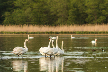 lake in the middle of the forest with white swans